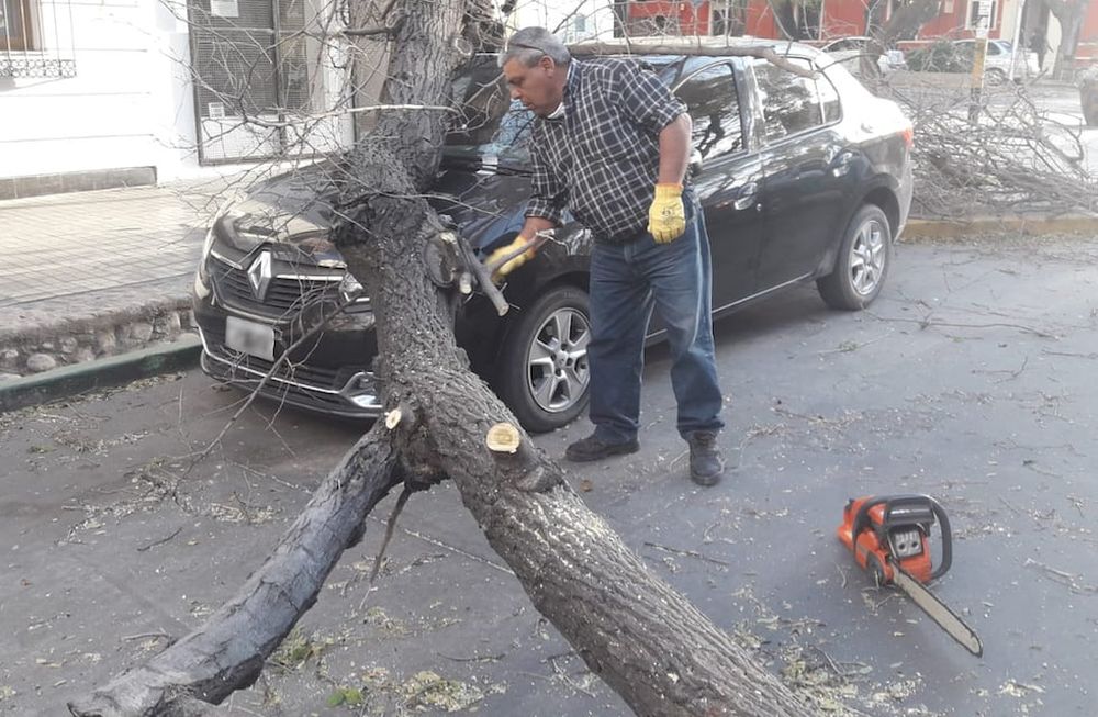 Por el fuerte viento zonda, un árbol aplastó un auto en calle Mitre y San Lorenzo de Ciudad.