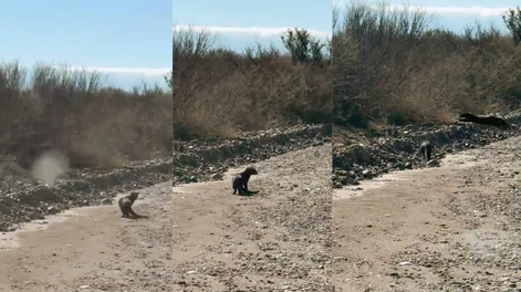 Fotos y video: asombrosas filmaciones en Mendoza del gato nutria, el impactante animal my pocas veces visto