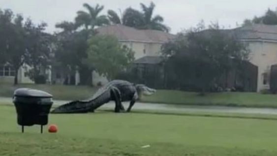 Es bastante común que los reptiles anden por esa zona, aunque los habitantes sostienen que no es muy frecuente divisar ejemplares de este tamaño.