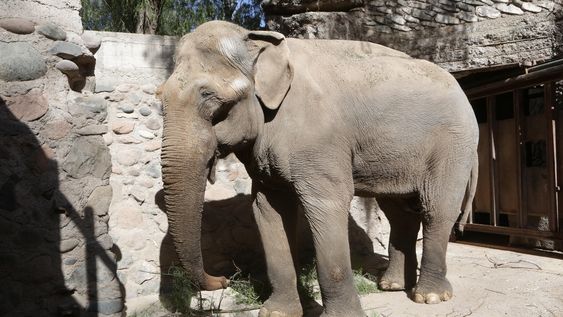&nbsp;Tamy, el elefante asiático que falleció el pasado 24 de junio a los 55 años de edad.