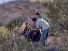 Compromiso de la Ciudad con la conservación de la fauna silvestre de su territorio: se rescató un zorro gris