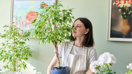 Desde los años 70,se sabe que existe un grupo de plantas de interior –Arecas, Spatifilum, Ficus, Lazo de amor, Palmera Raffi, azaleas de interior, Diefembaquias, gomeros y la mayoría de los cactus– capaces de absorber los gases tóxicos y los compuestos orgánicos volátiles e irritantes. Foto: 123RFFOTOS 123RF