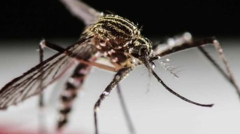 Dengue