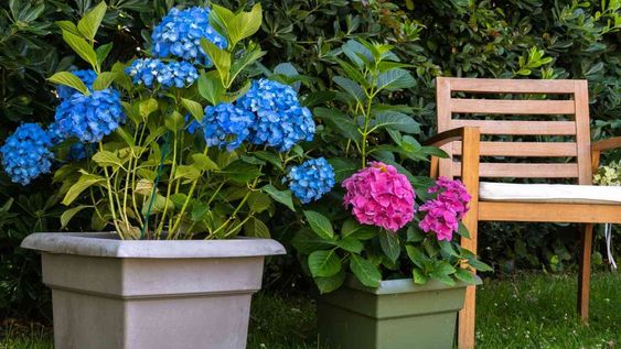 Con estos cuidados, es posible disfrutar de hortensias llenas de vida y color durante toda la temporada de verano.