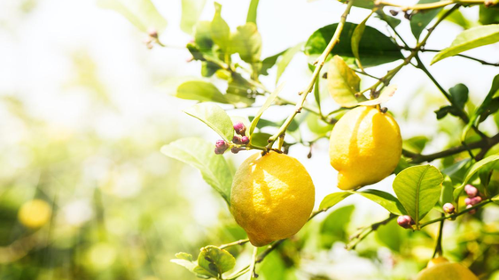 limonero en jardin y jardineria: plantas citricas alertan con hojas dobladas