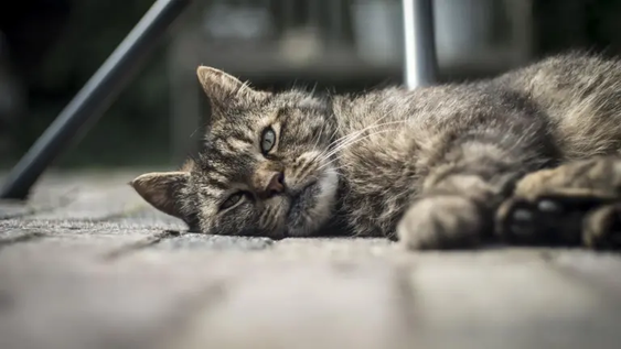 La Feline Grimace Scale permite diferenciar con precisión entre animales sanos y aquellos que padecen dolor agudo.