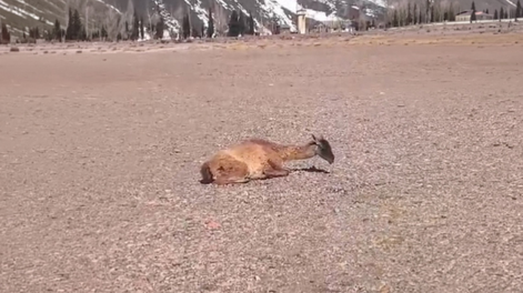 Policía Rural rescató un guanaco herido durante un patrullaje en Alta Montaña