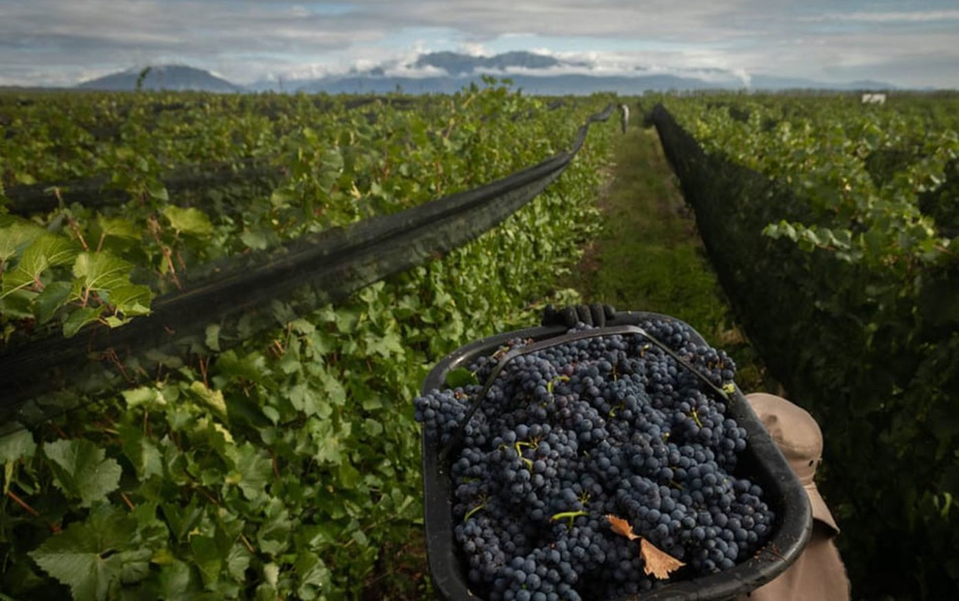 Foeva y las bodegas acordaron un aumento del 12% en cuotas, con ajustes diferenciados para viña y bodega. Foto: Ignacio Blanco / Los Andes