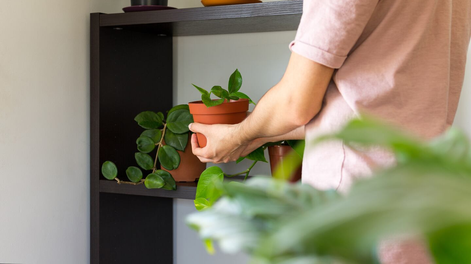 Este residuo transforma tu jardín con jardinería fácil y nutre todas tus plantas.
