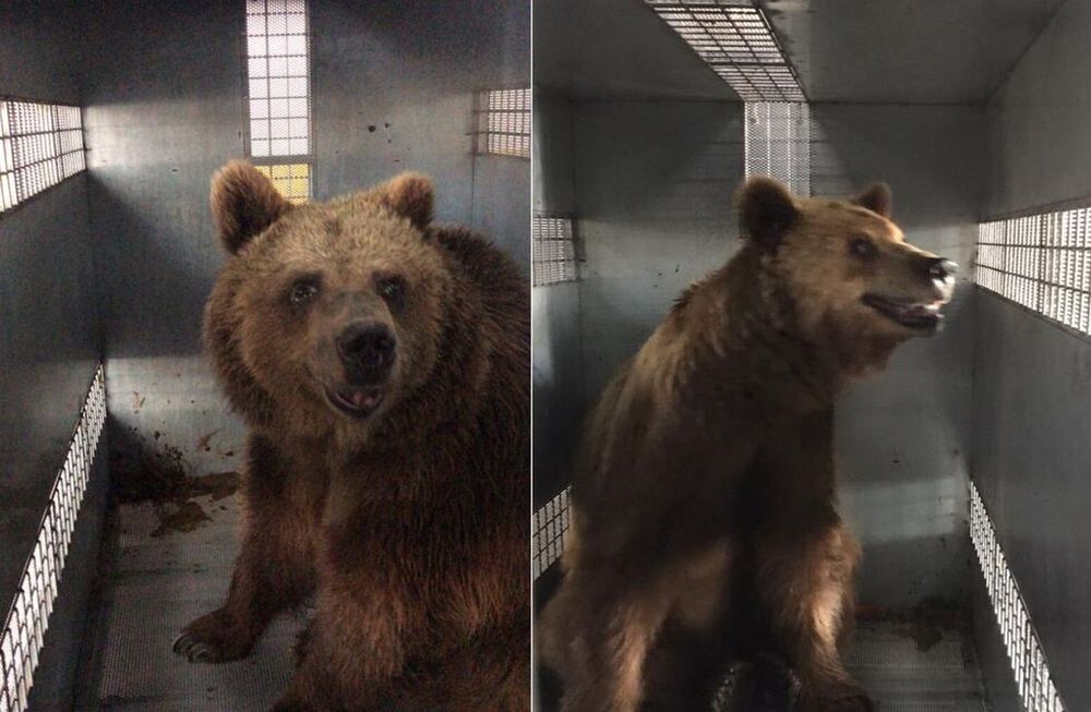 Los diez osos del Ecoparque de Mendoza ya partieron para el santuario de EE.UU.