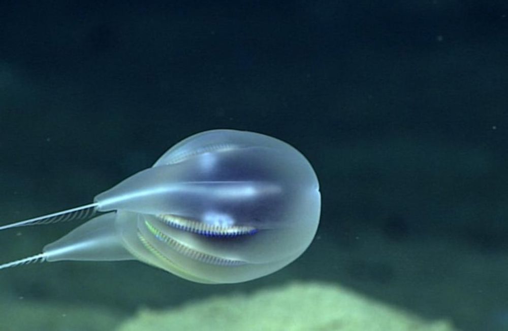 Rareza de la naturaleza: hallaron un “fantasma marino” en Puerto Rico