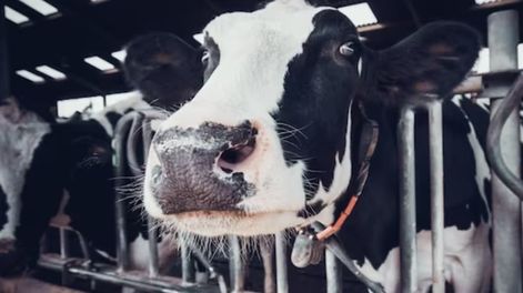 Brasil analiza un posible caso de “vaca loca” en su territorio, una enfermedad que afecta al ganado bovino.  Freepik