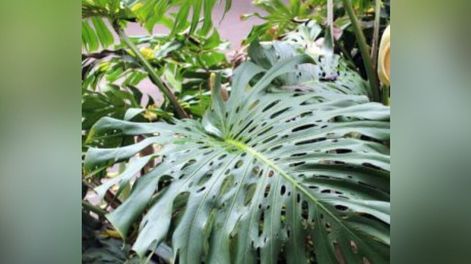 Plantas urbanas: especies que intoxican