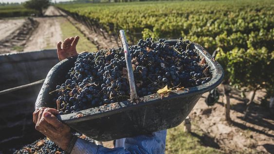Según datos del Observatorio Vitivinícola Argentino, se exportaron 150 millones de litros de vino Malbec en 2022, 124 millones de litros en 2023 y 108 millones en 2024 (dato preliminar a octubre).