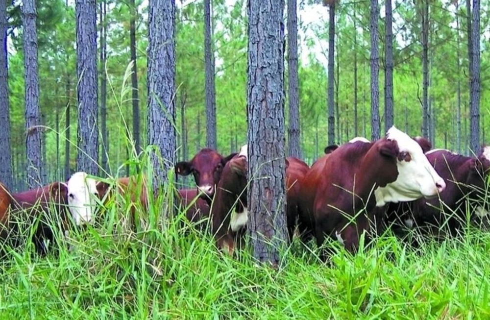 Cómo combinar ganadería y silvicultura para ser sustentables y eficientes