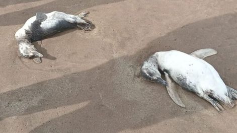Preocupación en Mar del Plata: encontraron al menos 40 pingüinos muertos en la playa