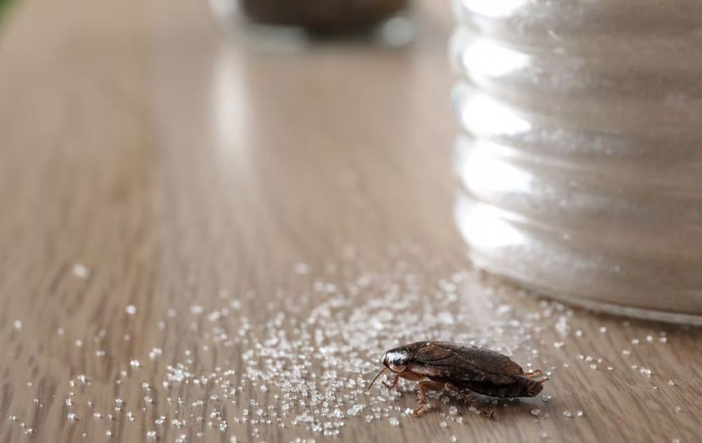 Este método funciona mejor cuando se aplica al mismo tiempo que se realiza una limpieza profunda de la cocina y la basura se retira con frecuencia.