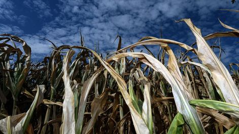 La ONU advierte: 70% posibilidades de que se produzca el fenómeno El Niño a fin de año