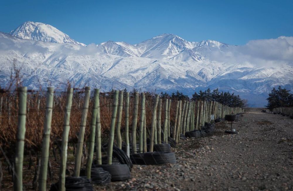 Las inversiones del Mendoza Activa en el agro se acercan a $1.500 millones. Foto: Ignacio Blanco / Los Andes