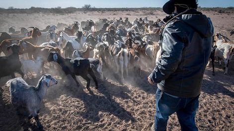 Los Andes | Caprinos, falta de agua y pasturas complican la cría en Mendoza. Foto: Orlando Pelichotti / Los Andes