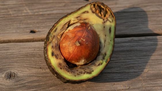 Conociendo los motivos es posible disfrutar la palta en su punto justo sin sorpresas al cortar.