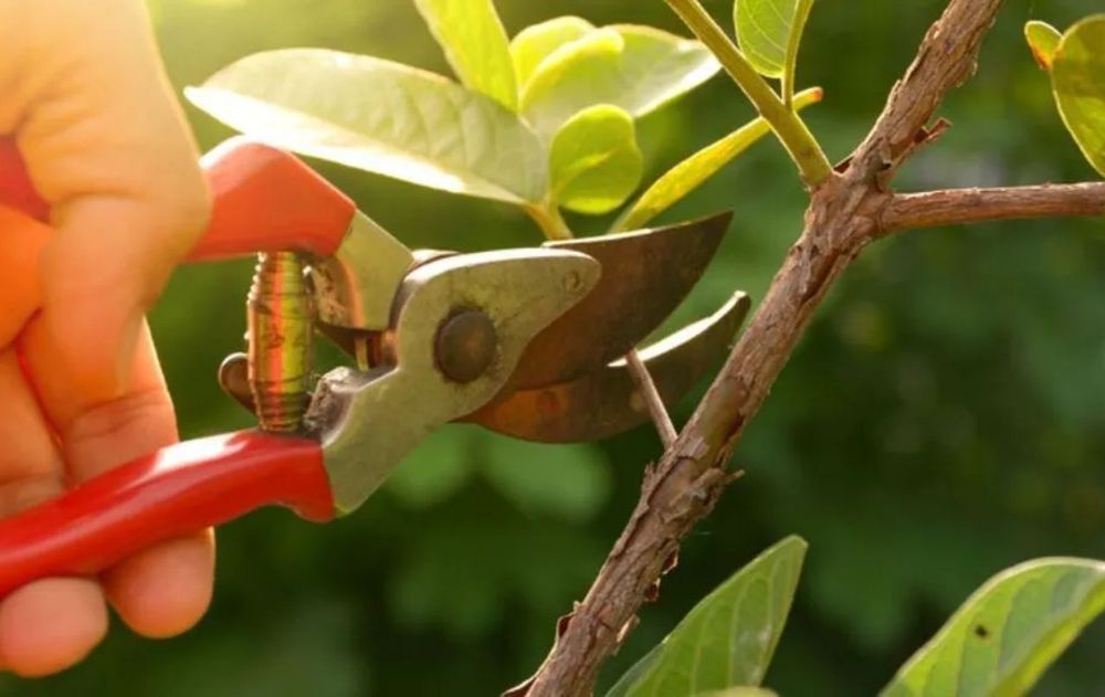 Cortá las ramas de tus plantas y árboles en invierno según la especie.