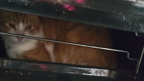 Su gato se encontraba dentro del horno por lo que Julia, su dueña no logró ir a cursar.&nbsp; El video se convirtió en viral.&nbsp;