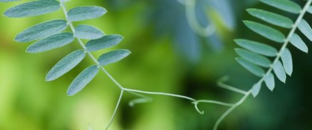 Por qu&eacute; las plantas "hablan" entre s&iacute; y c&oacute;mo lo hacen, seg&uacute;n la ciencia