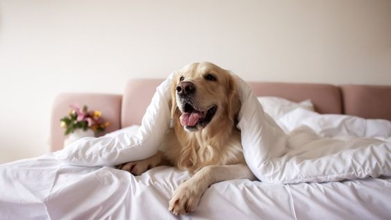 veterinaria resuelve el debate sobre si tu perro debe dormir en tu cama