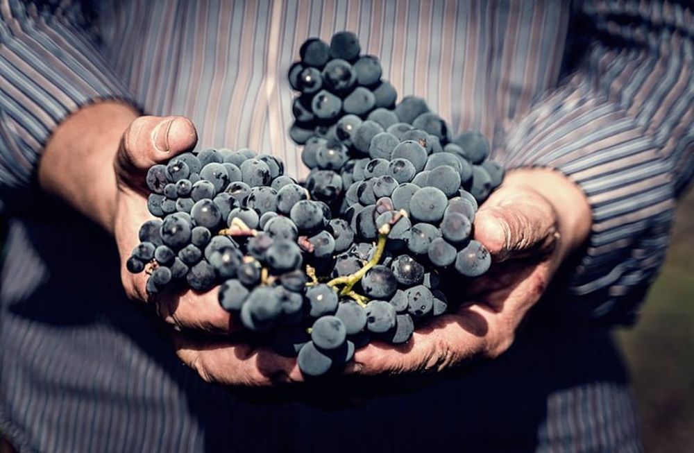 Viticultura en Mendoza