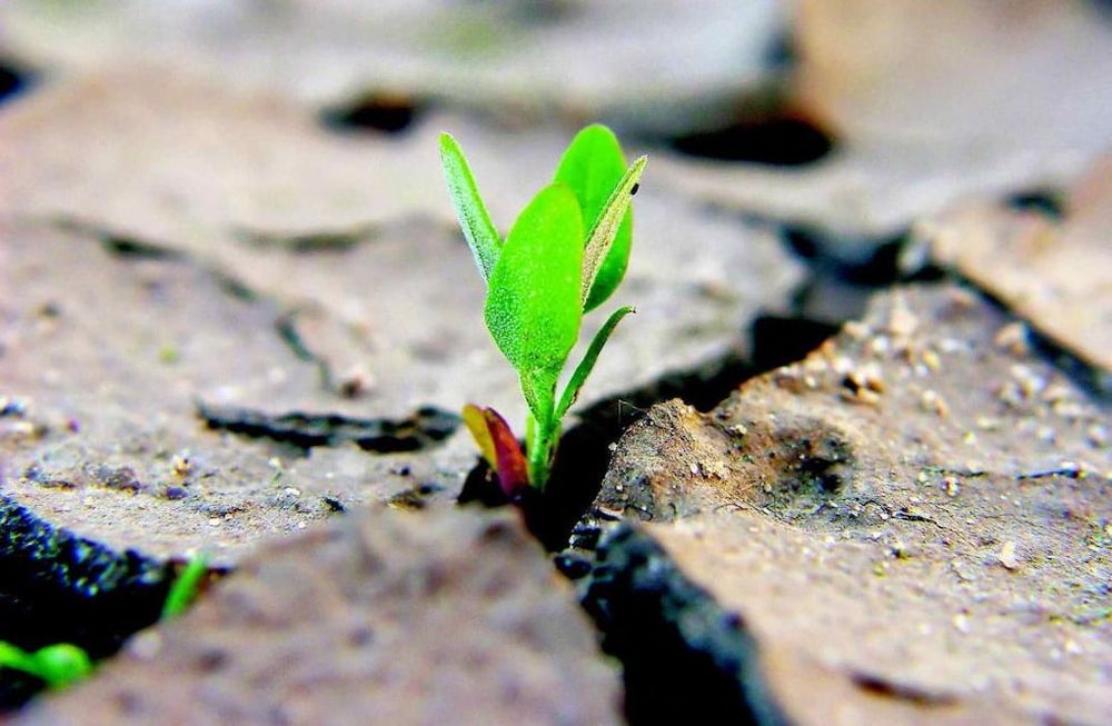 SEQUÍA. Alrededor del 20% de las cosechas se pierden anualmente debido a la sequía, que ha causado pérdidas económicas globales de aproximadamente 124 mil millones de dólares en los últimos 20 años, según la ONU.