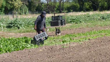 Muchos chicos terminan antes el ciclo lectivo para trabajar en labores agrícolas.