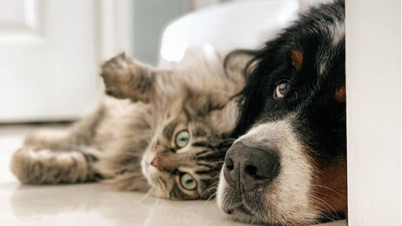 Las mascotas son tan sensibles al calor como las personas (Unsplash)
