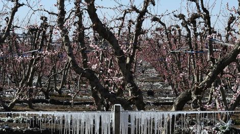 Productores frutícolas y vitivinícolas se vieron afectados por las heladas del 31 de octubre y 1 de noviembre. Foto: Claudio Gutiérrez / Los Andes