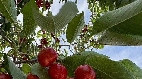 Las plantaciones de cerezas se encuentran en el oasis norte y el Valle de Uco