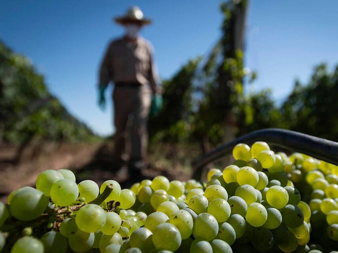 El INV estima para esta temporada un total de 15.352.900 de quintales, un 21% menos que el volumen de la vendimia 2022,  Foto: Ignacio Blanco / Los Andes