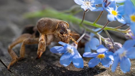 Los Andes | Con un poco de paciencia e ingenio, podemos armar unas efectivas trampas ecológicas que eliminarán todos los huevos y larvas de grillo topo que anidan en nuestro jardín.
