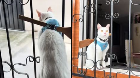 El truco viral para evitar que las mascotas se escapen por la ventana