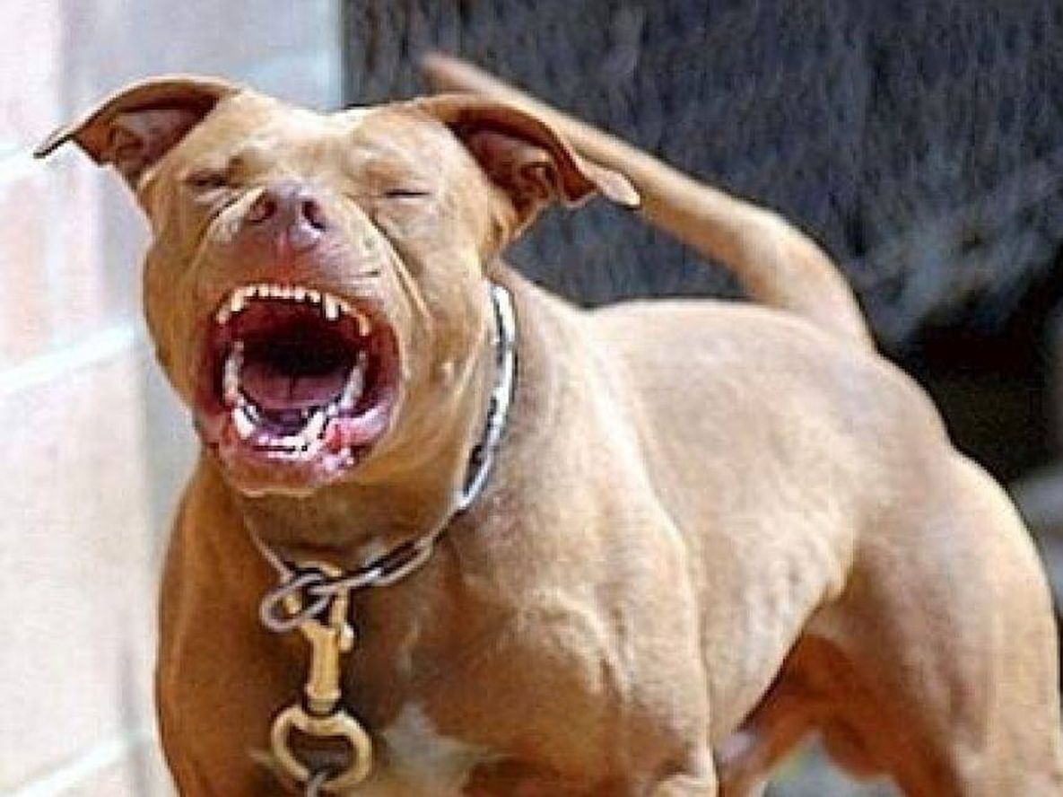 Un bebé de nueve meses fue atacado por un pitbull dentro de su casa (Foto: archivo)