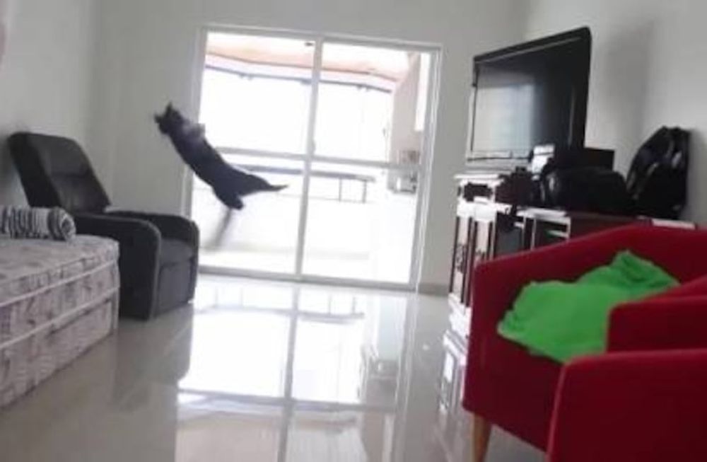 Lo que faltaba: un gato arquero de fútbol listo para atajar en primera