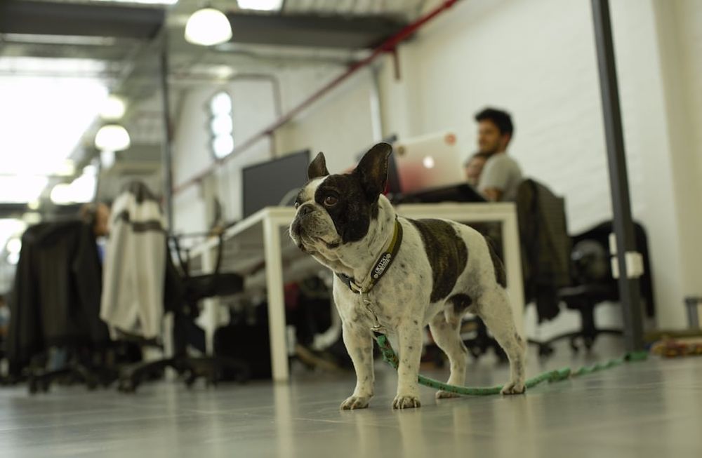 Los perros que trabajan en Eventbrite asisten a las oficinas de la empresa en Godoy Cruz.