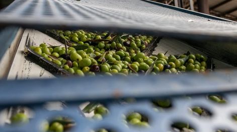 Nueve marcas mendocinas de aceite de oliva se suman a la certificación de origen en 2025
