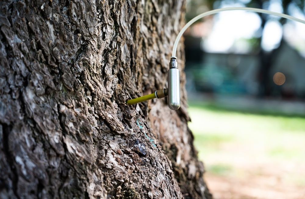 Endoterapia en forestales de la Ciudad