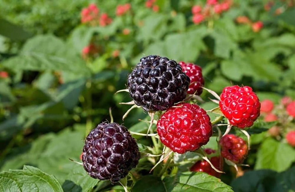 El consumo mundial de frutos rojos como frambuesas y moras ha venido creciendo más que la oferta disponible. / Archivo