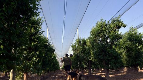 Malla antigranizo. Foto: Archivo/Los Andes