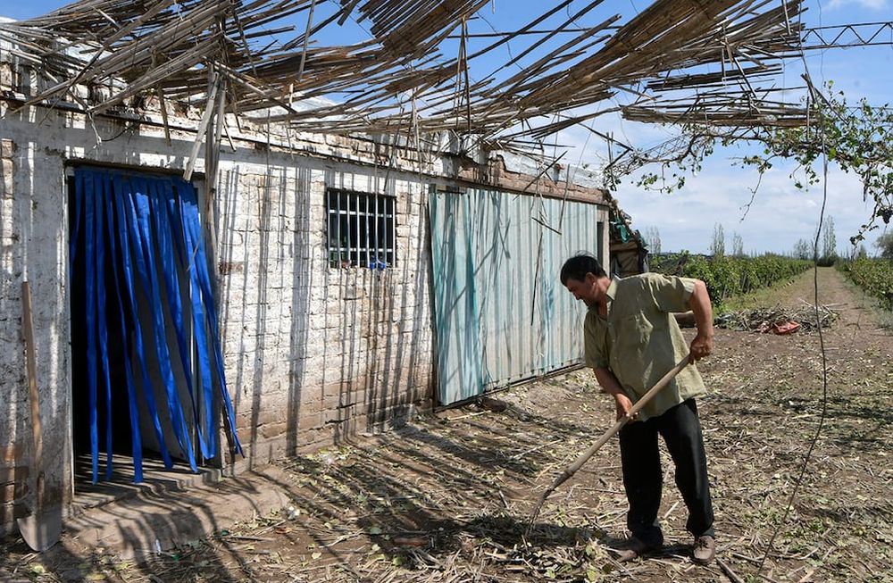 Ceferino Torres perdió sus cuatro hectáreas de uva criolla en Junín. Su casa también sufrió daños. | Foto: Orlando Pelichotti / Los Andes