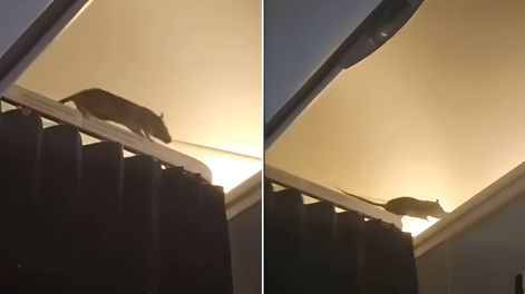 La presencia de una rata gigante en un avión obliga a cancelar un vuelo que ya había despegado.&nbsp;