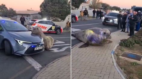 Un lobo marino apareció en las calles de un barrio de Sudáfrica.