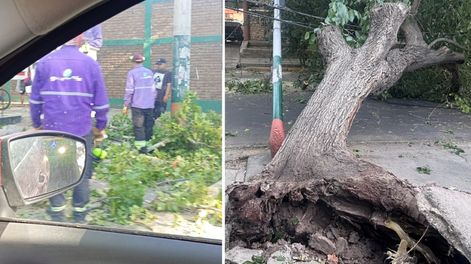 Árbol y poste de luz caídos en calle Francisco de la Reta, frente a la Comisaría 25° en Guaymallén