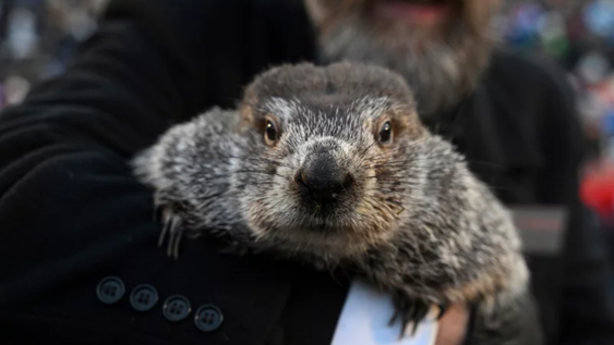 Punxsutawney Phil, la marmota pronosticadora del clima.